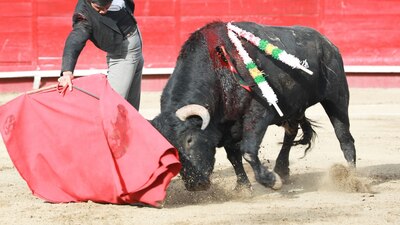 Las corridas de toros se han catalogado como maltrato animal y no como un espectáculo multicultural