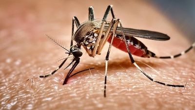 Los mosquitos pueden ser portadores de diferentes enfermedades