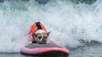 Los perritos demostraron de qué estaban hechos al tomar las mejores olas