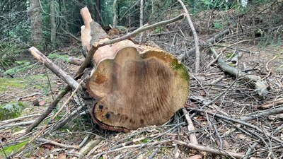 Este año se redujo la llegada de miles de mariposas monarca