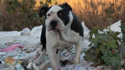 Según las leyes, el maltrato animal puede castigarse hasta con prisión