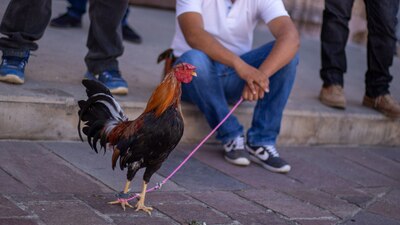El Congreso de la Ciudad de México busca proteger a los animales en el territorio