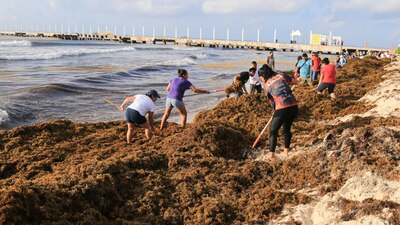 El Caribe mexicano se ha visto afectado por este problema