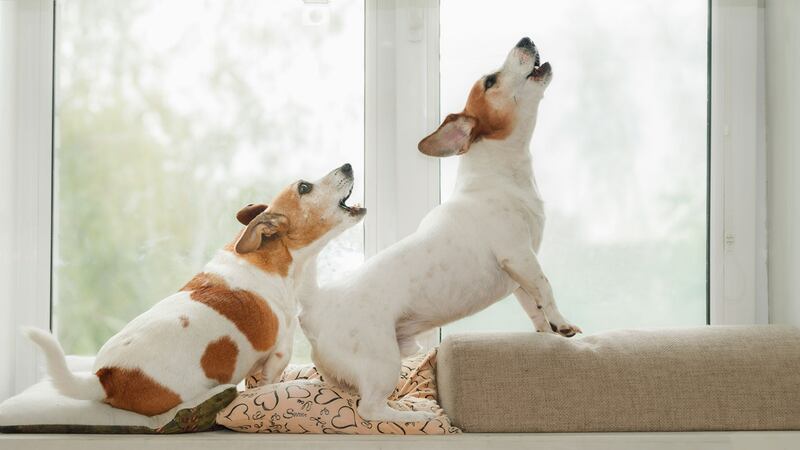 Proponen multar a dueños de perros que generen ruido excesivo en Monterrey