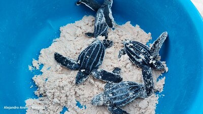 La media de las especies pueden llegar a medir 2 metros y pesar 500 kilogramos