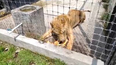 Según testigos, en el sitio hay muchos animales enterrados que murieron de sed, hambre o que fueron sacrificados