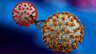 Se ha demostrado que la cepa es más contagiosa e infecciosa en la población estadounidense más joven