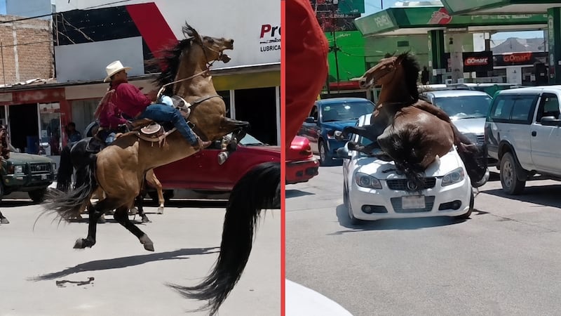 VIDEO: Caballo se desboca e impacta contra un auto... su jinete termina con fractura