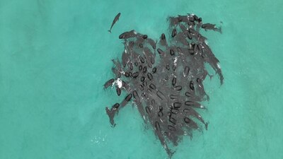 Un grupo de ecologistas trata de rescatar a otros 46 especímenes