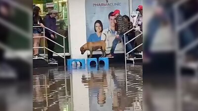 Los humanos los ayudan para que no se moje en la lluvia
