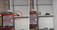 VIDEO: ¿Una rata gigante? Captan extraño animal en Costco de Puebla