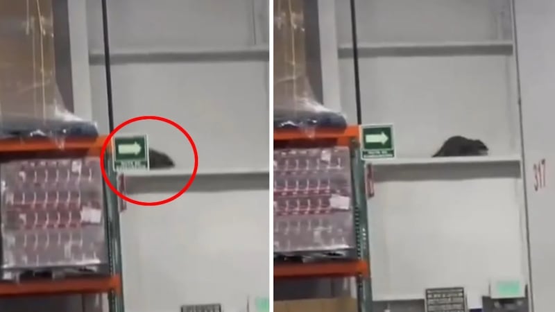 VIDEO: ¿Una rata gigante? Captan extraño animal en Costco de Puebla