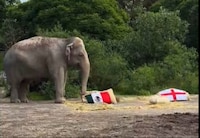 Elefanta de Africam Safari apuesta por el ‘Tri’ en pronóstico para el partido de México vs. Inglaterra