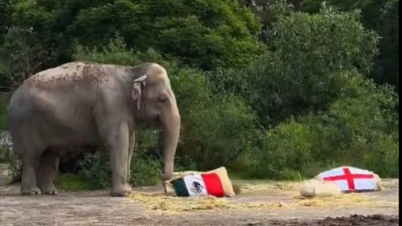 Elefanta de Africam Safari apuesta por el ‘Tri’ en pronóstico para el partido de México vs. Inglaterra
