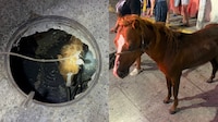 VIDEO: Rescatan en Tabasco a caballo que cayó a una coladera