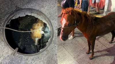 Caballo cae a coladera de Centro, Tabasco