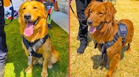 ‘Cuauhtli’ y ‘Balam’: así se llaman los nuevos perros de la Unidad Canina de la UNAM