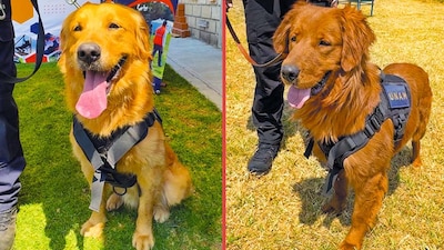 Cuauhtli y Balam: así se llaman los nuevos perros de la Unidad Canina de la UNAM
