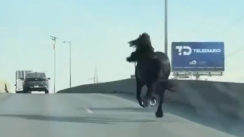 VIDEO: Caballo escapa de un set de grabación y paraliza el tránsito en avenida de Monterrey