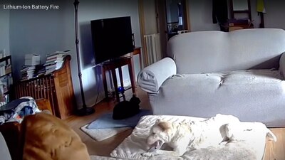 Los 'lomitos' no resultaron heridos