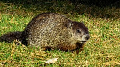 La plaga medieval continúa vigente en la actualidad por el consumo de carne de marmota