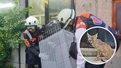 Al resguardar al animalito, se detectó que se trata de una hembra, con signos de deshidratación