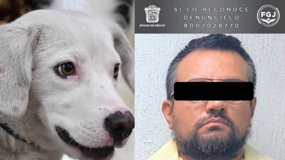 Los perritos fueron atacados cuando pernoctaban en una planta de bombeo