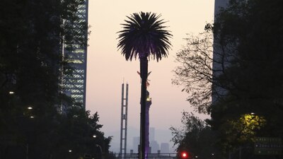 El histórico árbol tiene más de cien años de vida en Paseo de la Reforma.