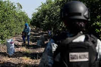 Harfuch viajará a Michoacán para atender extorsiones a limoneros