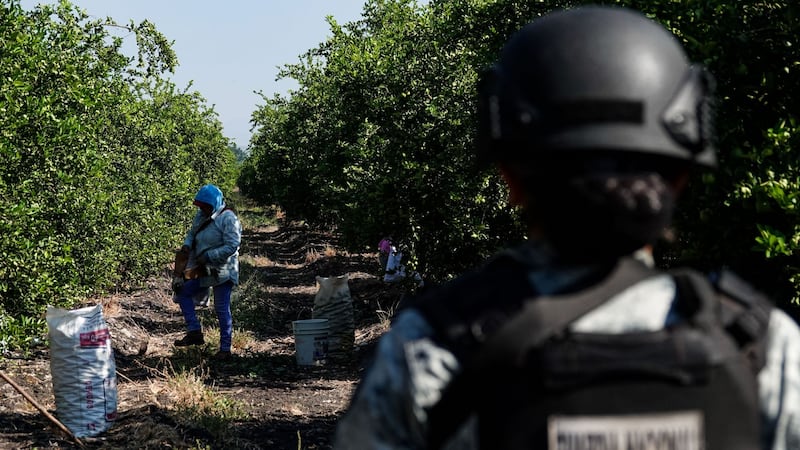 Harfuch viajará a Michoacán para atender extorsiones a limoneros