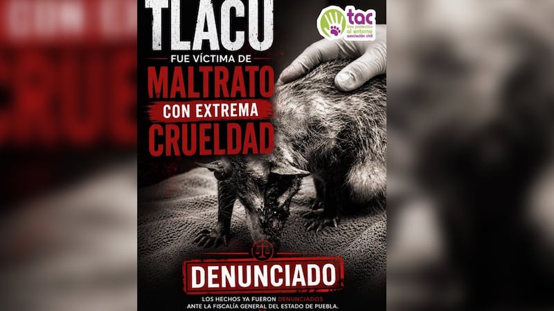 Denuncian crueldad animal tras muerte de tlacuache hembra que fue golpeada con tabique