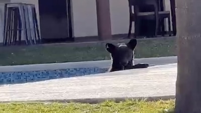 Tras tomar un baño, el oso salió como si nada hacia el cerro, en la zona de Sierra Alta