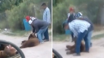 El acalde de Cumpas, Diego Urías Varela, aseguró que no dio la orden de sacrificar al oso