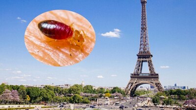 Los bichos están en hospitales, transporte y hogares