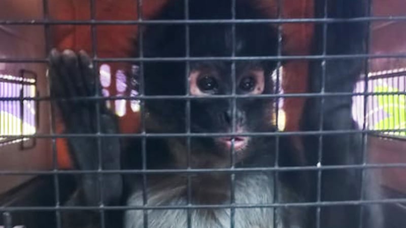 Profepa rescata a 2 monos araña y 6 aves silvestres; investigan origen de los animales