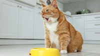 Profeco alerta por alimento para gatos; detecta productos con menos proteína de la declarada