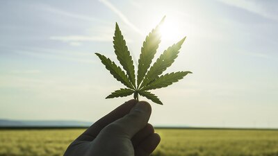 El gobierno planea prohibir la promoción o el patrocinio del cannabis