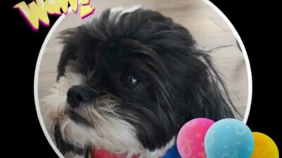 'Pucci' murió por una negligencia de la pensión PetStars