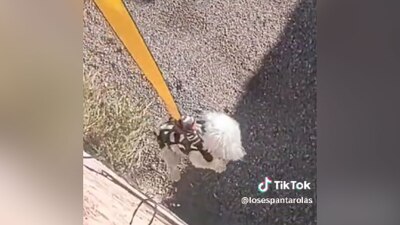 El 'lomito' vivió una aventura gracias a su dueño