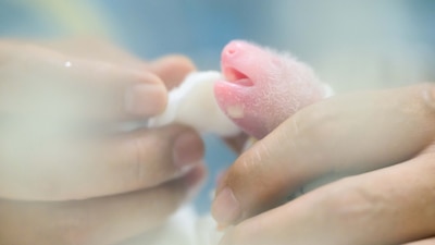 Dos pandas gigantes gemelos nacieron el pasado jueves