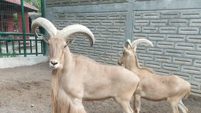 Las cabras fueron sacrificadas y cocinadas en las instalaciones del mismo zoológico.