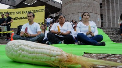 Colectivos aseguran que es una decisión histórica en defensa del maíz nativo y de los agricultores e indígenas en México