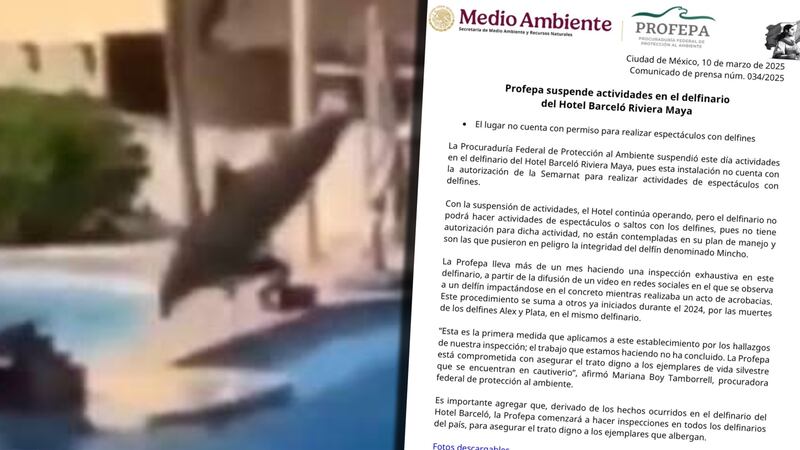 Tras video viral, suspenden espectáculos con delfines en Hotel Barceló Riviera Maya