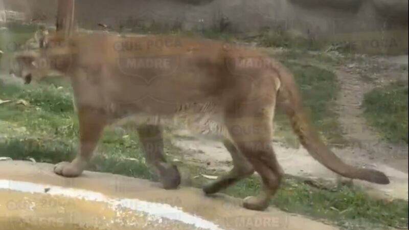 VIDEO: Captan a puma en condiciones preocupantes en el Zoológico de Zacango