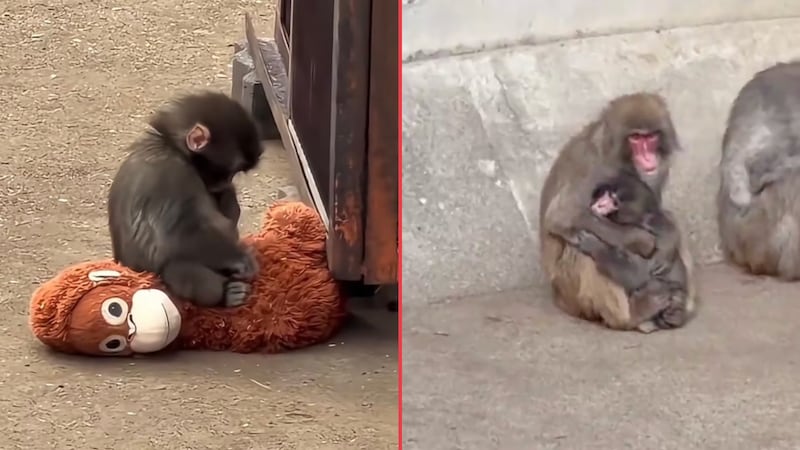 La espera terminó, Punch ya es aceptado dentro del grupo de Macacos