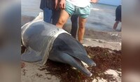 ¡Bellísimo! Liberan a 3 delfines en playa yucateca; estaban en jaulas