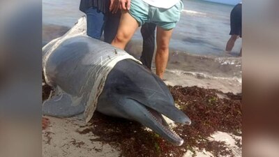 Ciudadanos alertaron a las autoridades de los animales atrapados