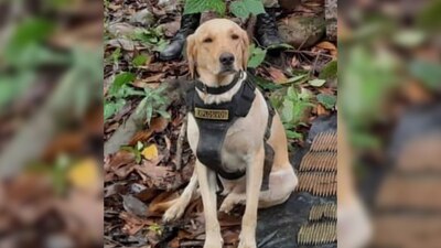Happy 4 era un perrito labrador juguetón y cariñoso