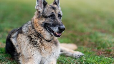 El presidente de Estados Unidos anunció la muerte de su perro en redes sociales