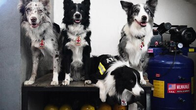 Orly y Balam son parte de una unidad de lomitos rescatistas de la Cruz Roja Mexicana, en Querétaro